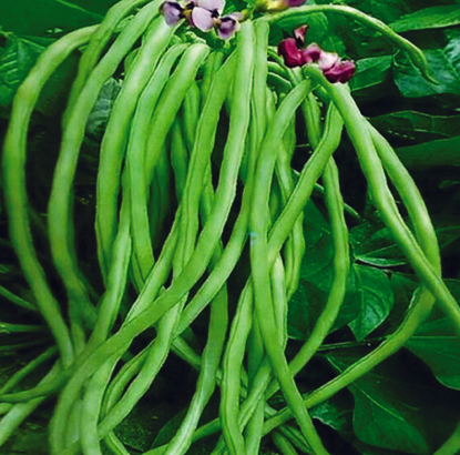 Research Cow Pea