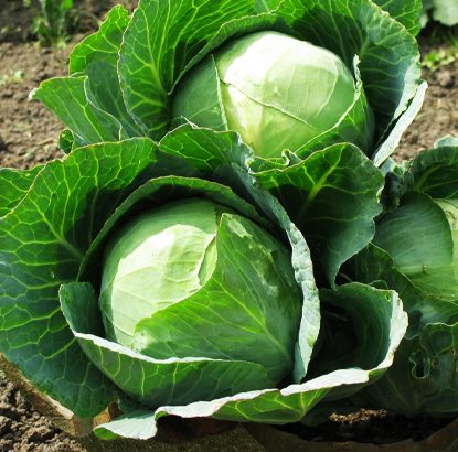 HY. Cabbage