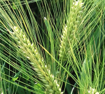 Food Grain Crop Seed